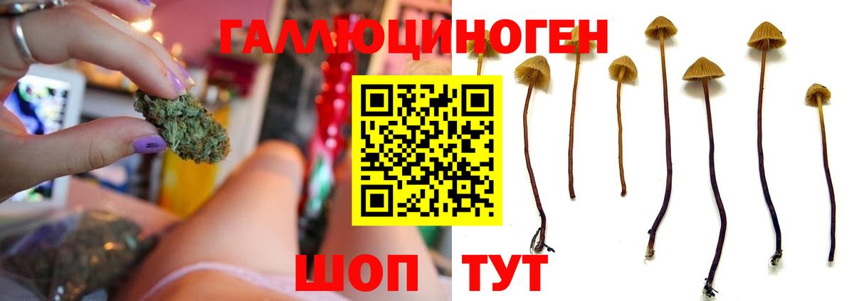 Галлюциногенные грибы Psilocybine cubensis Красноярск